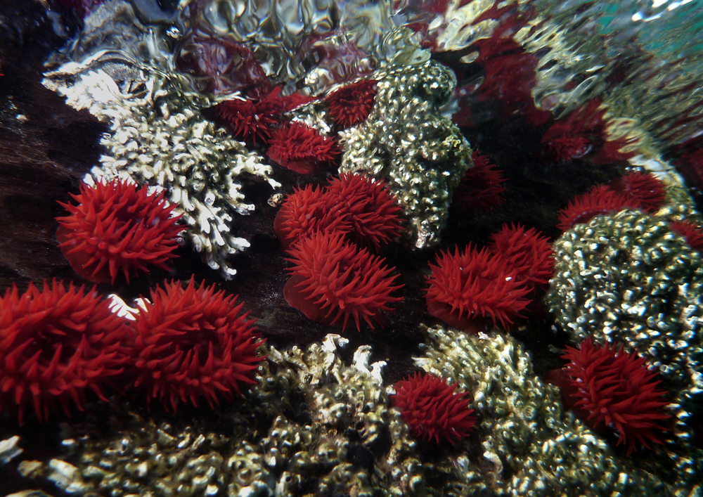 A colony of Waratah anemone grow on a jetty pile at Port Noarlunga, jus below the water's surface