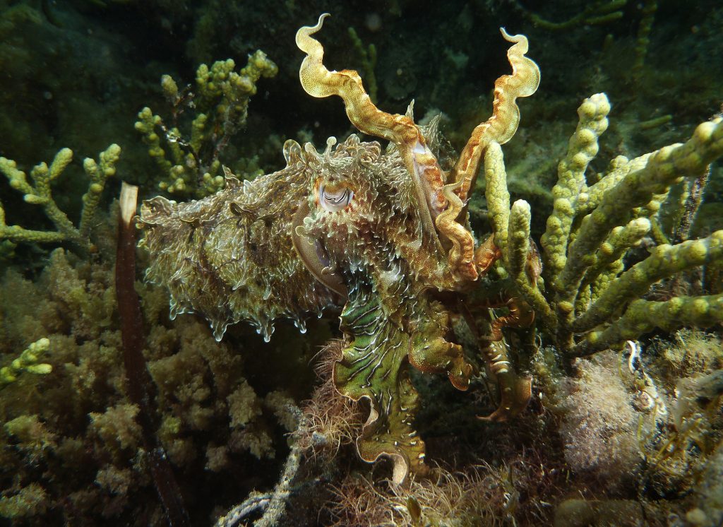 A giant Australian cuttlefish hides among the algae near Whyalla, South Australia