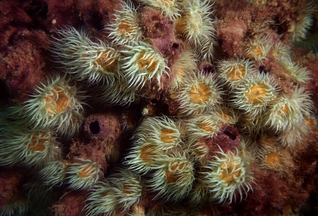 Sea anemones tentacles flow in the current like a bouquet of flowers in the wind