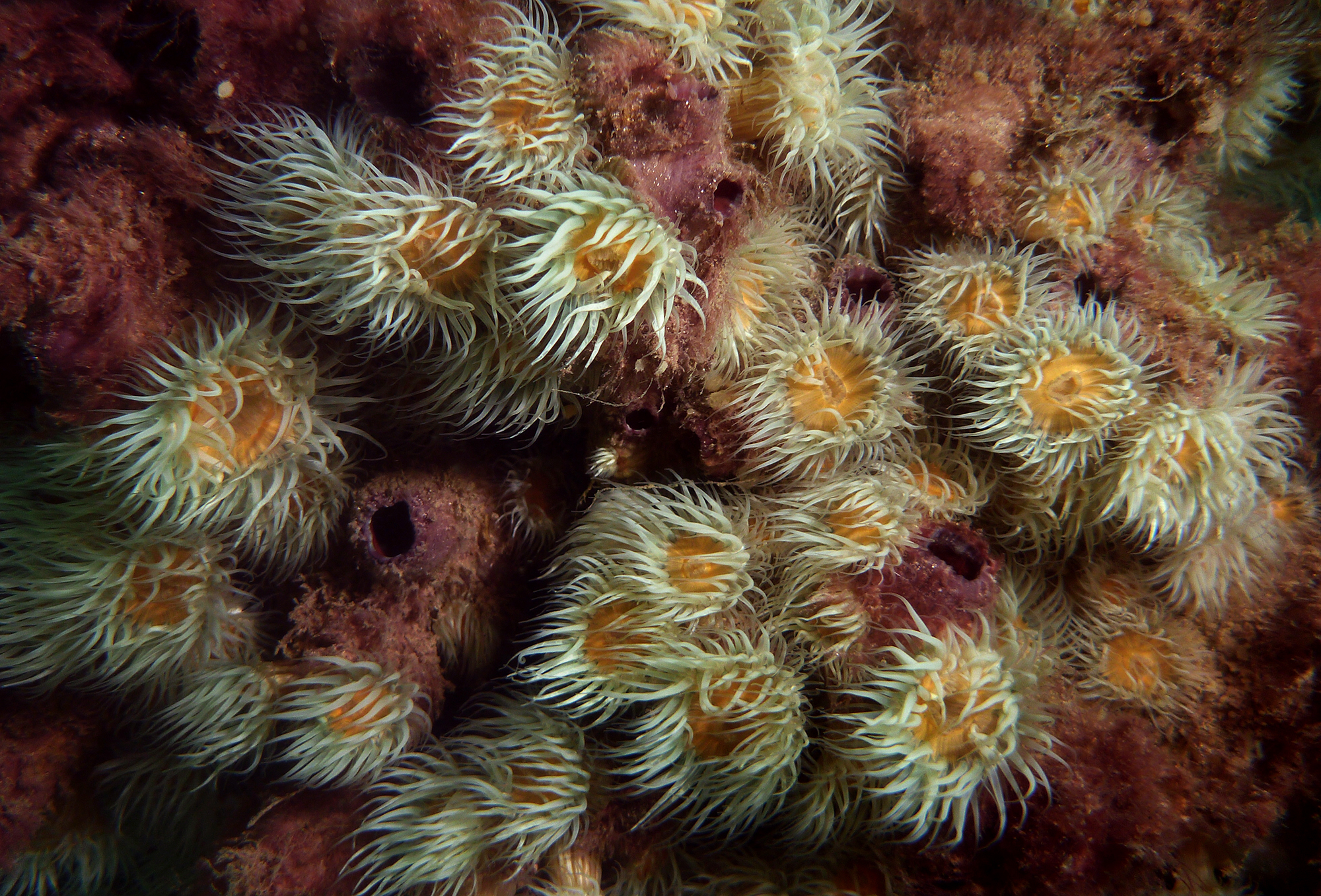 Art Exhibition: Underwater South Australia (2018)